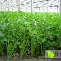 河南杞县芹菜：代办小马