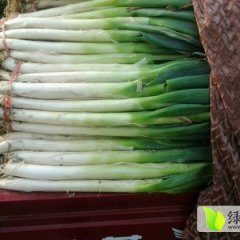 山东平度铁杆大葱：张戈庄生训武