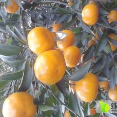 广西柳城沙糖桔：六塘镇兰如秋