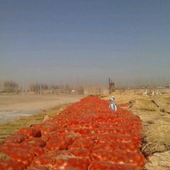 甘肃高台黄皮洋葱：明水滩雷先生