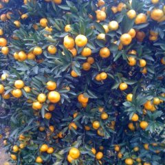 广西永福马水桔：永福镇陈生