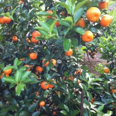 广西荔浦山地高品质砂糖：马岭镇龙继宣