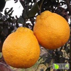 四川东坡丑柑(不知火)：晋王仕杜仕杰