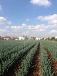 江苏启东铁杆大葱：王鲍镇李继中