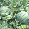 山东惠民无籽京欣等系列：麻店镇赵京华