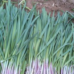 山东龙口紫根韭菜：兰高镇成世伟