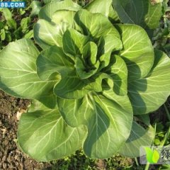 江苏东台矮抗青：三仓镇王义宏