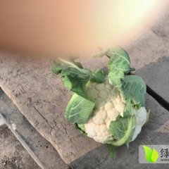 湖北银冠：张港镇张鹏