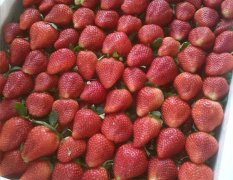 草莓批发、报价、邳州草莓基地