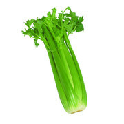 山东定陶美国西芹：黄店蔬王汝刚