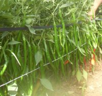 山东金乡湘辣七号螺丝椒，黄皮，泡椒开始上市！