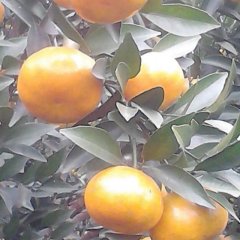 广西柳城马水桔：六塘镇兰如秋