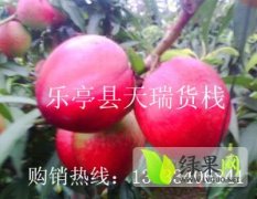 河北乐亭中油5号：冀东果菜市场