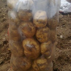 内蒙古商都克新一号：商都王奔