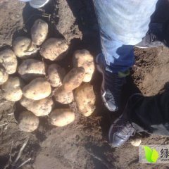 内蒙古四子王旗克新一号：四子王丁柏林