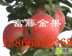 安徽砀山早熟苹果苗：西南门李如亮