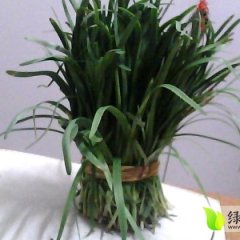 河南华龙各种韭菜：