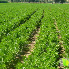 河北昌黎美国西芹：靖安镇张先生