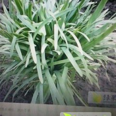 河南延津汉中韭菜：丰庄镇苗建防