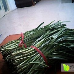 河南浚县立韭：新镇张时新海