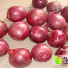 山东金乡红皮黄皮洋葱