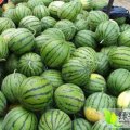 河北巨鹿京欣西瓜沙土地瓜