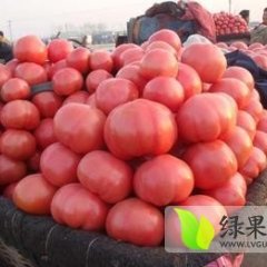 山东费县大量供应硬粉毛粉范学民