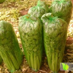 山东商河美国西芹：玉皇庙袁先生