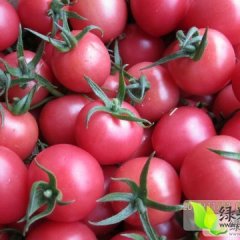 山东莘县千禧圣女果：东王庄李德俊