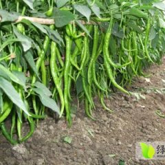 山东金乡金塔线椒大量上市:红日子辣椒专业合作