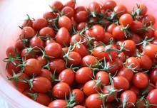 山东莘县樱桃西红柿：魏庄镇李经理