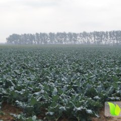 辽宁锦州凌海百亩西兰花