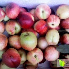 临沂市向城刘鹏：中油5号