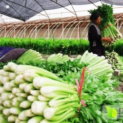 江苏海门美国西芹：三厂镇张成伟