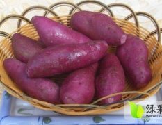 安徽红薯基地