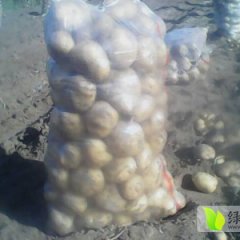 河北围场克新一号：朝阳地刘经理