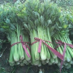 山东禹城美国西芹：市中办孟先生