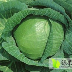 湖南君山春玉甘蓝：君山农刘勇