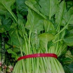 山东金乡大叶菠菜:鸡黍镇周卫东