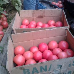 山东泗水硬粉：中册镇杨玉同