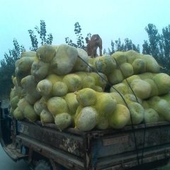 山东禹城一串铃：市中办苏玉