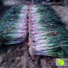 山东费县长白大葱：上冶镇耿宝才