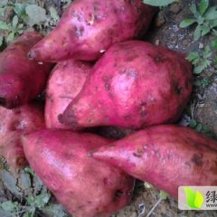 山东临沭小花叶红薯：青云镇于生礼