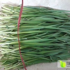 辽宁北宁黑铁砣韭菜：青堆子李秀燕