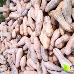 湖北荆州区新疏大果：江陵杨明