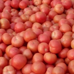 山东费县欧盾：薛庄镇范存宝