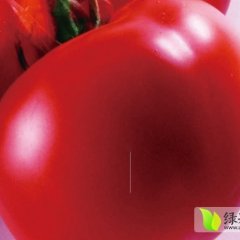 内蒙古宁城硬粉：大城子苏志国