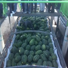 云南瑞丽花瓜：姐告水李云芳