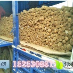 山东曹县山药：仵楼乡李新全