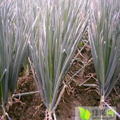 山东胶州铁杆大葱：胶莱镇王冲